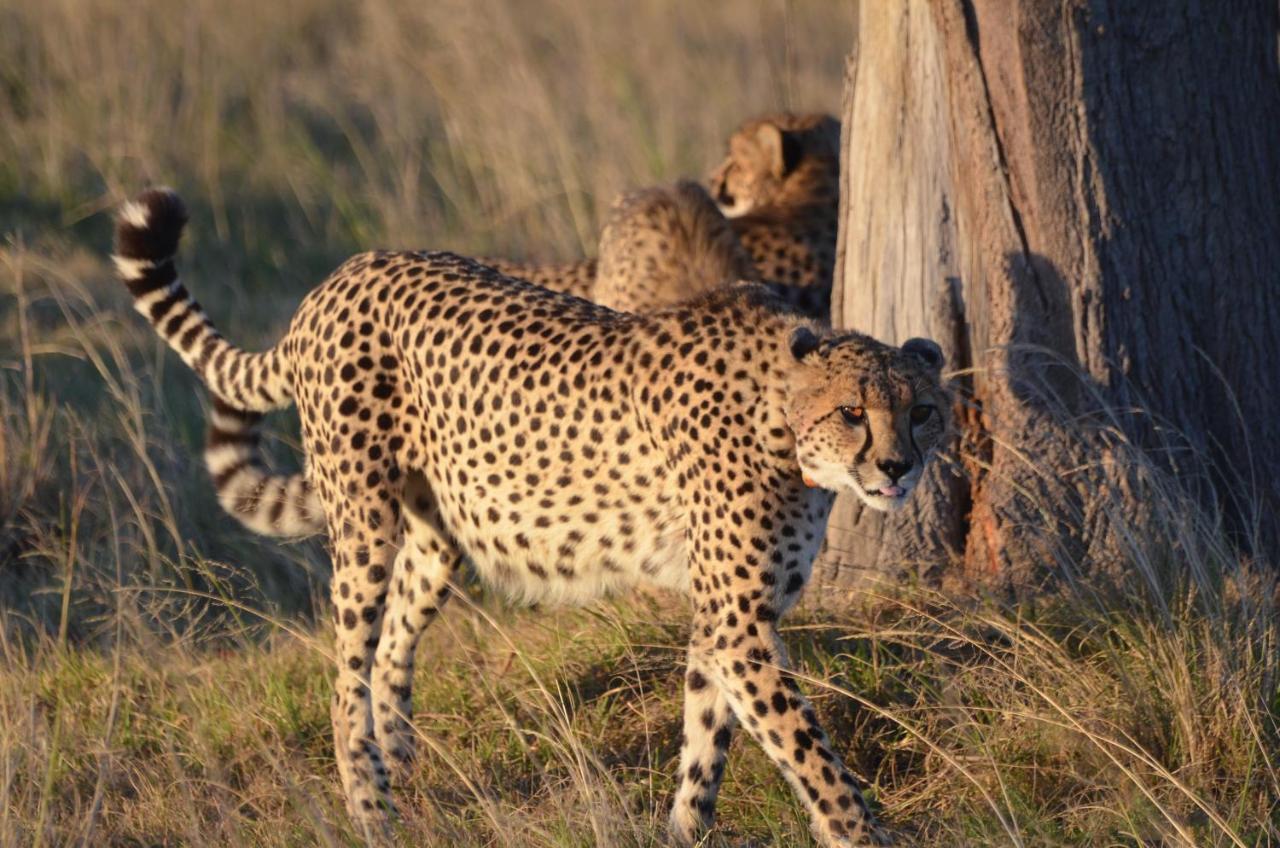 Lalibela Game Reserve Lentaba Safari Lodge Paterson Exterior foto